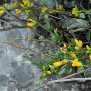Cytisus decumbens ssp elata