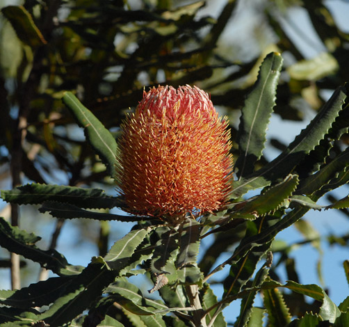 Banksia menziessi close