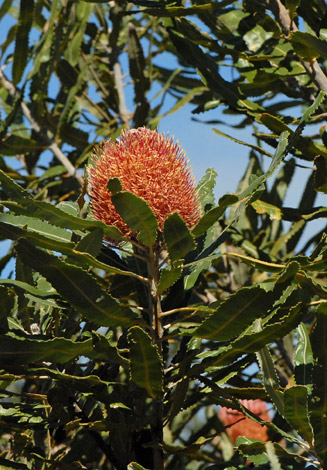 Banksia menziessi whole
