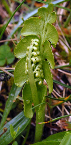 Botrychium lunaria young