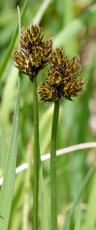 Carex leporina Andora whole