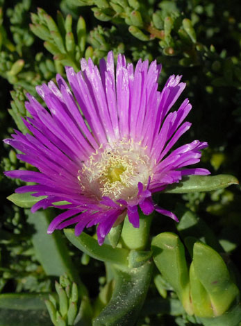 Carprobotus virescens flower