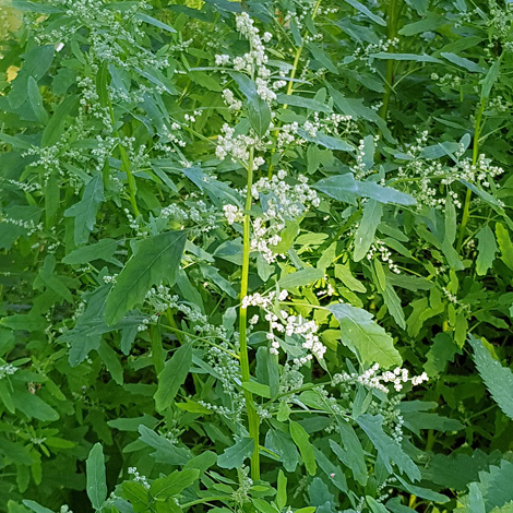Chenopodium ficifolium whole