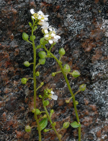Cochlearia pyrenaica ssp alpina