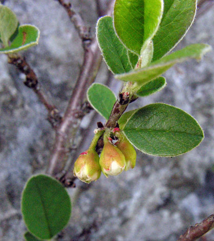Cotoneaster cambricus flower