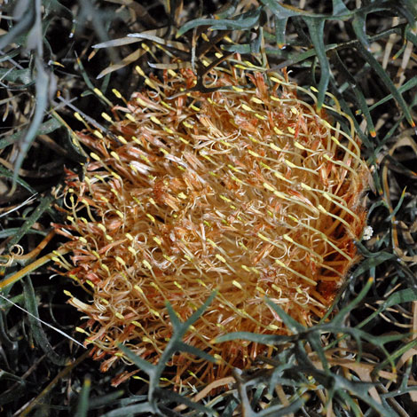 Dryandra (Banksia) shanklandiorum close