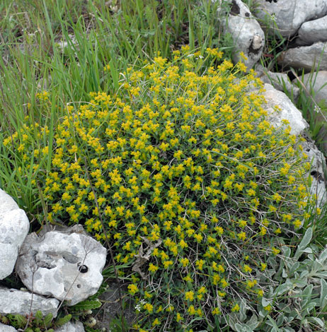 Euphorbia spinosa whole