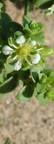 Honckenya peploides flower
