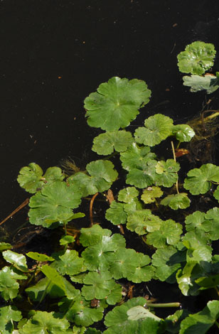 Hydrocotyle ranunculoides top view