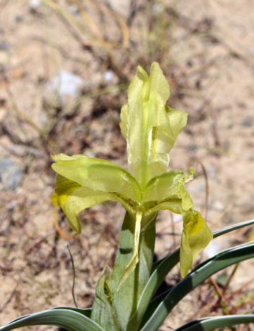 Iris caucasica close