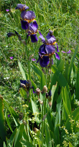 Iris germanica whole