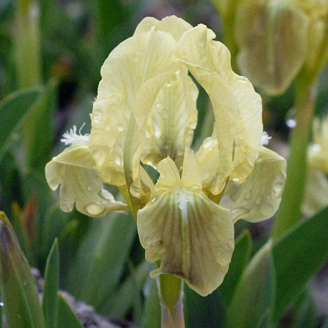 Iris pseudopumila close