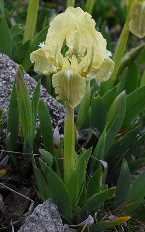Iris pseudopumila whole