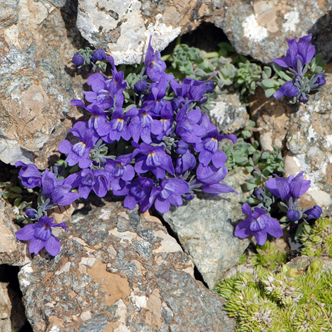 Linaria alpina whole