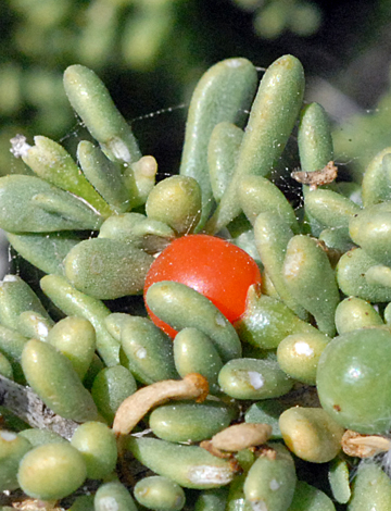 Lycium intricatum fruit