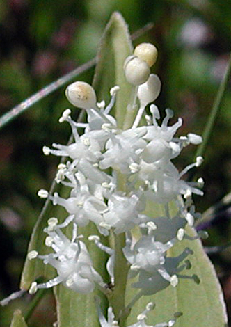 Maianthemum bifolium close