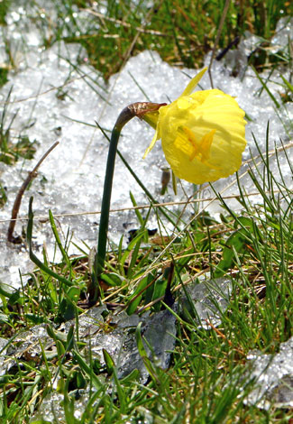 Narcissus bulbocodium ssp graelsii whole