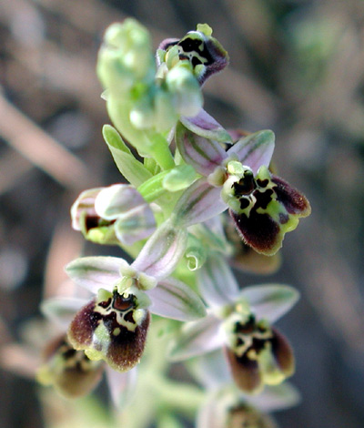 Ophrys bornmuelleri ssp bornmuelleri