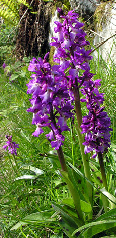 Orchis mascula group