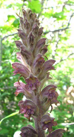 Orobanche rapum-genistae flower