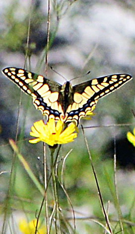 Papillon machaon Italy