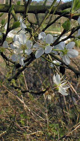 Prunus doemstica ssp insititia close