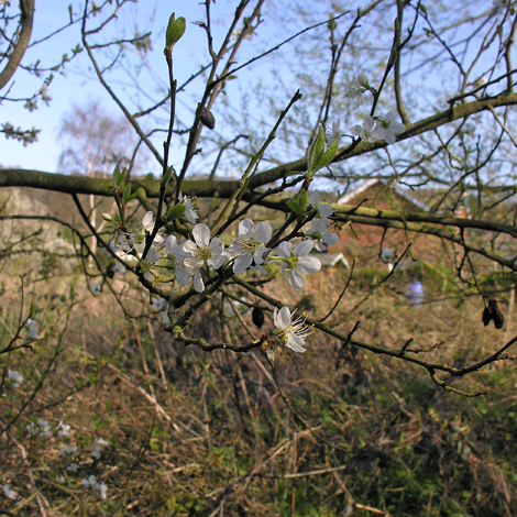 Prunus doemstica ssp insititia whole