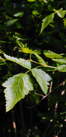 Rubus spectabilis leaves