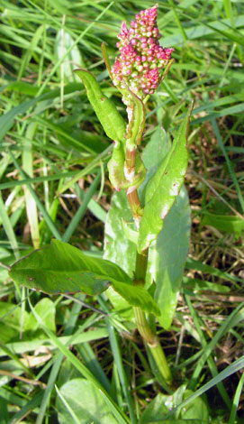 Rumex acetosa ssp acetosa young plant