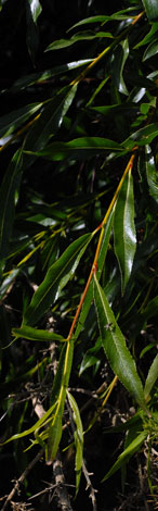 alix acutifolia leaves