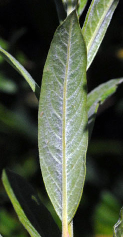 Salix x friesiana leaf