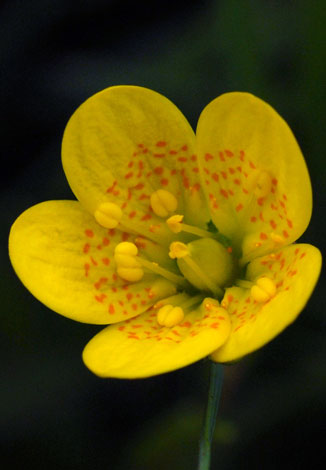 Saxifraga hirculus flower close