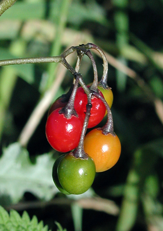 Solanum dulcamara fruit
