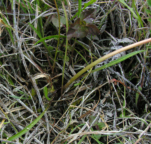 Taraxacum palustre leaves