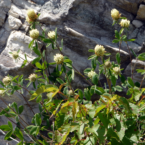 Trifolium ochroleucon whole