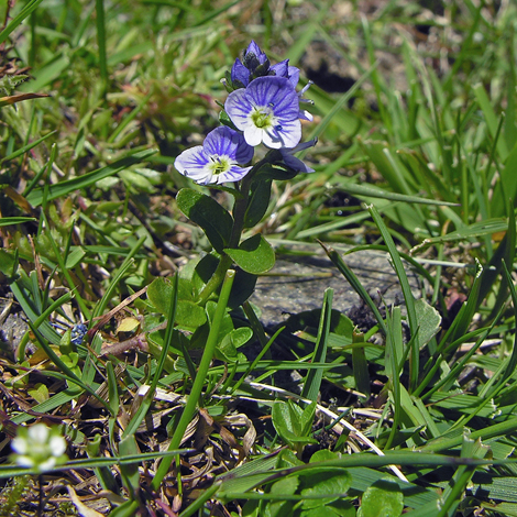 Veronica serpyllifolia ssp humifusa