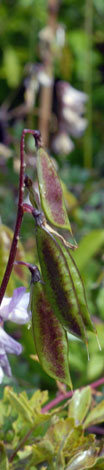 Vicia sylvatica fruit