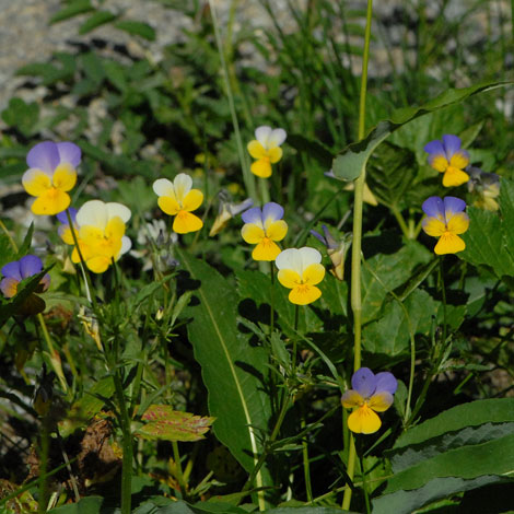 Viola tricolor whole