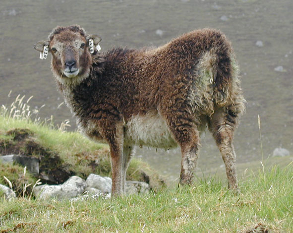 Soay Sheep St Kilda