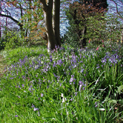 Garden Bluebells habitat