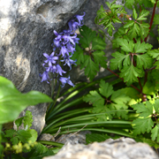 Hyacinthoides hispanica el Burgo