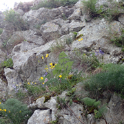Hyacinthoides hispanica Near Ronda habitat