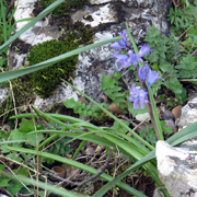 Hyacinthoides hispanica el Torcal
