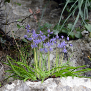 Hyacinthoides hispanica near Ronda