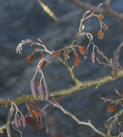 Alnus glutinosa