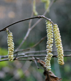 Corylus avellana