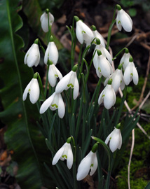 Galanthus nivalis Cilygroslwyd