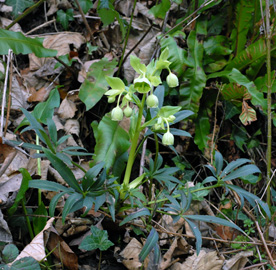 Helleborus foetidus