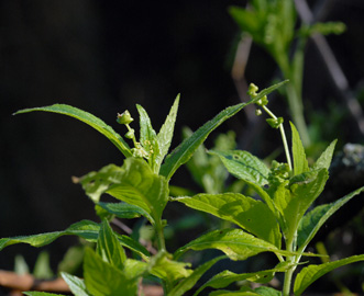 Mercurialis perennis