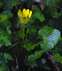 Ranunculus ficaria